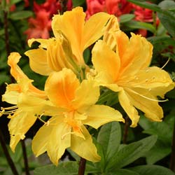 Azalea mollis 'Gold Topas'